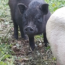 Image pour l'annonce A vendre Cochons nains