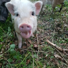 Image pour l'annonce A vendre Cochons nains