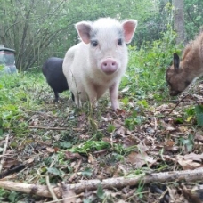 Image pour l'annonce A vendre Cochons nains