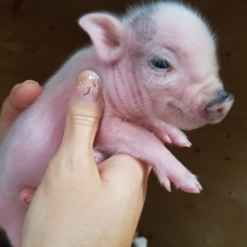 Image pour l'annonce A vendre Cochons nains
