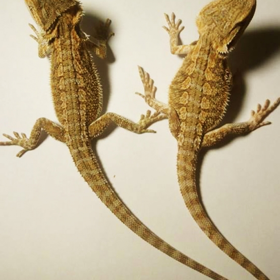 Image pour l'annonce Pogona vitticeps juvénile