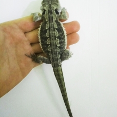 Image pour l'annonce Pogona vitticeps juvénile