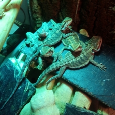 Image pour l'annonce Pogona vitticeps juvénile