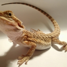 Image pour l'annonce Pogona vitticeps juvénile