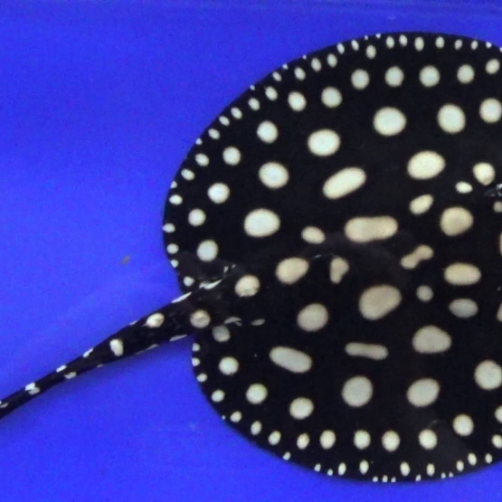 Image pour l'annonce Première main a choisi le poisson stingray de leopoldi de diamant noir.
