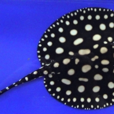 Image pour l'annonce Première main a choisi le poisson stingray de leopoldi de diamant noir.