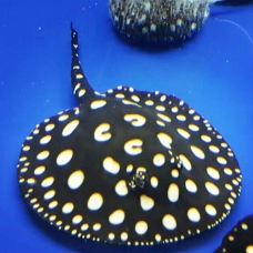 Image pour l'annonce Première main a choisi le poisson stingray de leopoldi de diamant noir.