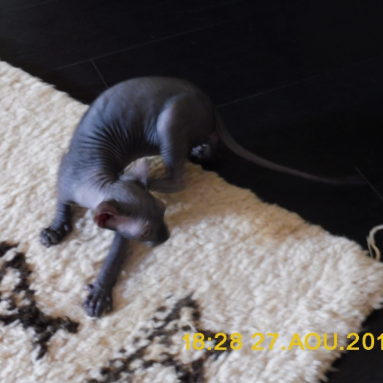 Image pour l'annonce 1 BB SPHYNX D UNE BEAUTE ESQUISSE AU LOOF NON STE