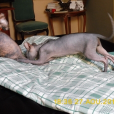Image pour l'annonce 1 BB SPHYNX D UNE BEAUTE ESQUISSE AU LOOF NON STE