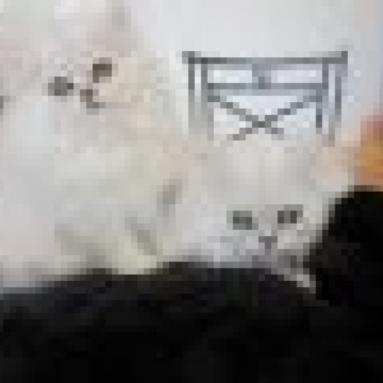 Image pour l'annonce sublime chaton black chinchila loof