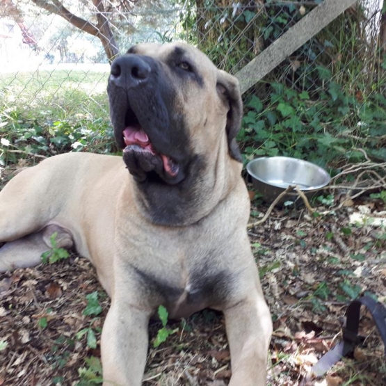 Image pour l'annonce Male Fila Brasileiro 2 an et demi LOF