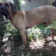 Image pour l'annonce Male Fila Brasileiro 2 an et demi LOF