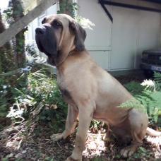 Image pour l'annonce Male Fila Brasileiro 2 an et demi LOF