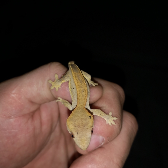 Image pour l'annonce vends gecko a crete