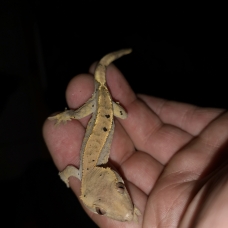 Image pour l'annonce vends gecko a crete