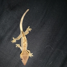 Image pour l'annonce vends gecko a crete