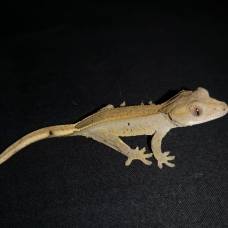 Image pour l'annonce vends gecko a crete