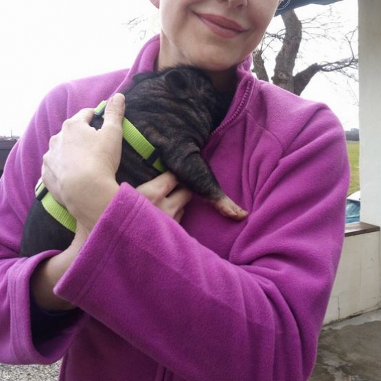 Image pour l'annonce Adorables bébés mini cochons de compagnie
