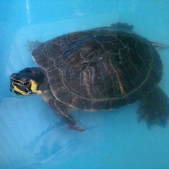 Image pour l'annonce Donne Tortue de Floride a tempes Jaunes