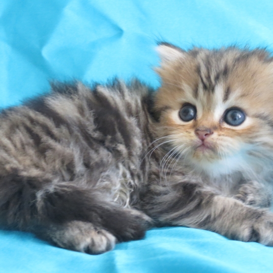 Image pour l'annonce Superbes Chatons persan mâles Loof