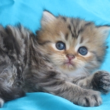 Image pour l'annonce Superbes Chatons persan mâles Loof