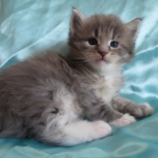 Image pour l'annonce Chatons Maine coon mâles et femelles