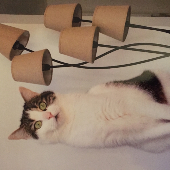 Image pour l'annonce Donne chatte contre bon soin