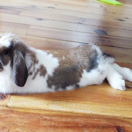 Image pour l'annonce Vend Lapin Bélier