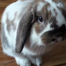 Image pour l'annonce Vend Lapin Bélier