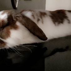 Image pour l'annonce Vend Lapin Bélier