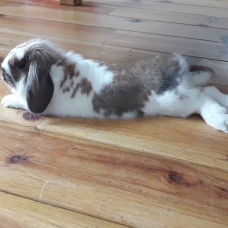 Image pour l'annonce Vend Lapin Bélier