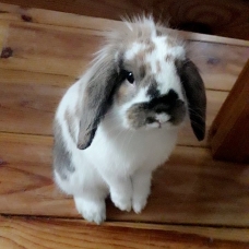 Image pour l'annonce Vend Lapin Bélier