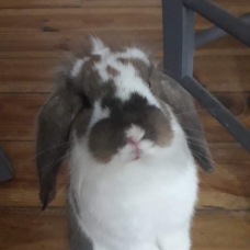 Image pour l'annonce Vend Lapin Bélier
