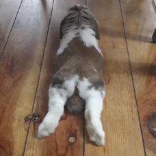 Image pour l'annonce Vend Lapin Bélier