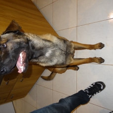 Image pour l'annonce Don malinois