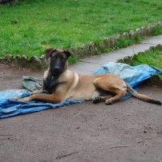 Image pour l'annonce Don malinois