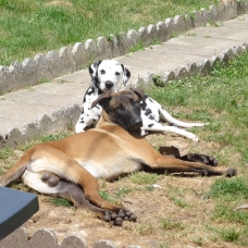 Image pour l'annonce Don malinois