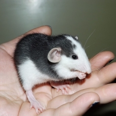 Image pour l'annonce Bébés et jeunes rats à adopter