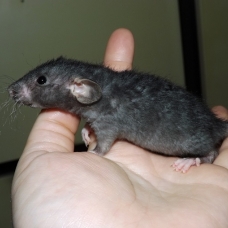 Image pour l'annonce Bébés et jeunes rats à adopter
