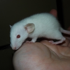 Image pour l'annonce Bébés et jeunes rats à adopter