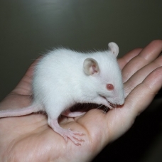 Image pour l'annonce Bébés et jeunes rats à adopter