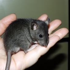 Image pour l'annonce Bébés et jeunes rats à adopter