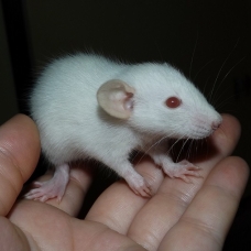 Image pour l'annonce Bébés et jeunes rats à adopter