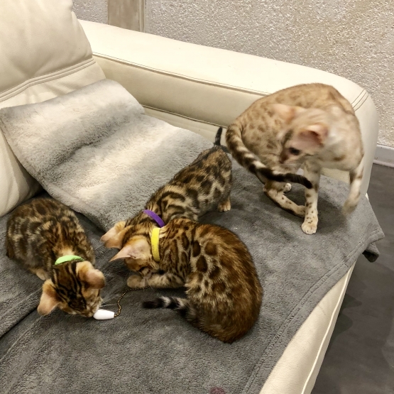 Image pour l'annonce Chatons bengal Loof