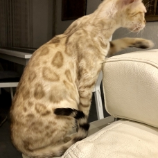 Image pour l'annonce Chatons bengal Loof