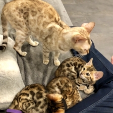 Image pour l'annonce Chatons bengal Loof