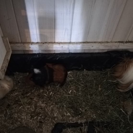 Image pour l'annonce 3 cochons d'inde mâles + cage + sacs de transport + accessoires