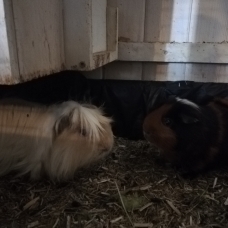 Image pour l'annonce 3 cochons d'inde mâles + cage + sacs de transport + accessoires