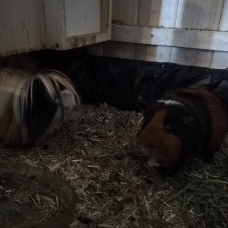 Image pour l'annonce 3 cochons d'inde mâles + cage + sacs de transport + accessoires