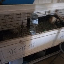 Image pour l'annonce 3 cochons d'inde mâles + cage + sacs de transport + accessoires